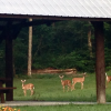 pavilion deer